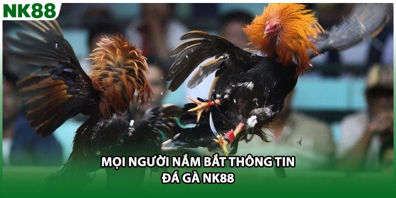 Mọi người nắm bắt thông tin đá gà NK88